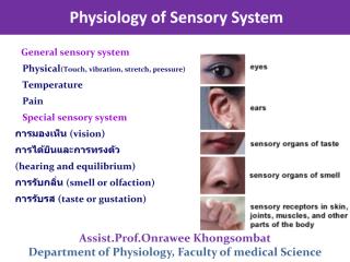 Sensory System and ANS module58 ผศ.ดร.อรระวี.pdf